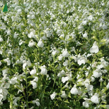 SALVIA greggii White 40/60 Cont.3/4 L 
