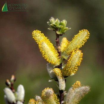 SALIX hastata Wehrhahnii