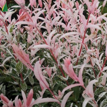 SALIX integra Hakuro nishiki 40/60 Cont.3/4 L 