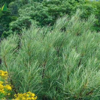 SALIX rosmarinifolia