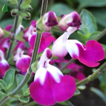 SALVIA microphylla Cherry lips
