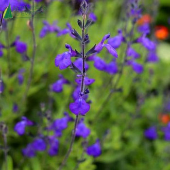 SALVIA microphylla Blue Note 30/40 Cont.3/4 L 