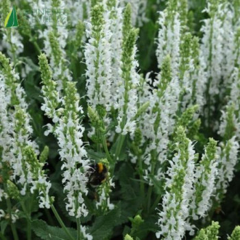 SALVIA nemerosa Blanche