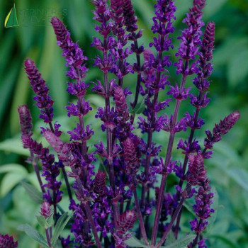SALVIA nemerosa Caradonna  Godet 8/9 