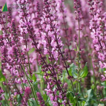 SALVIA nemerosa Rose queen