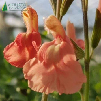 SALVIA Papajan