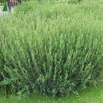 SALIX purpurea Nana