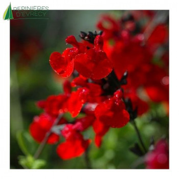 SALVIA royal Bumble vif