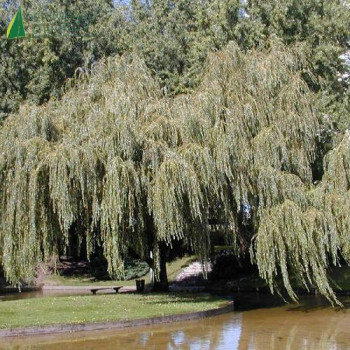 SALIX sepulcralis Tristis