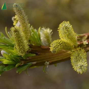 SALIX udensis Sekka