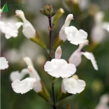 SALVIA glacier  Cont.3/4 L 