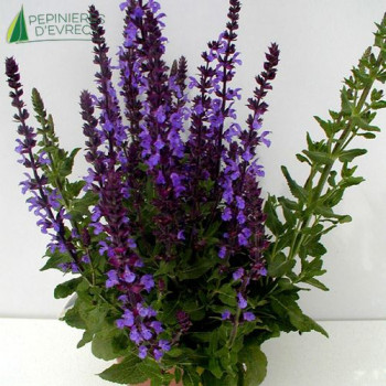 SALVIA nemerosa  Cont.3/4 L 