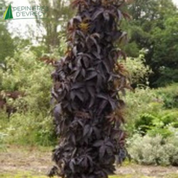 SAMBUCUS nigra Black Tower