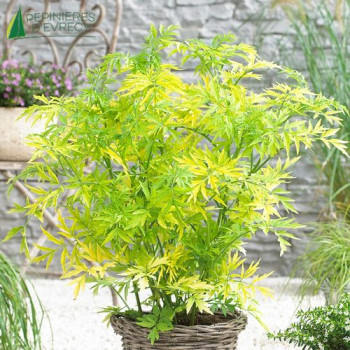 SAMBUCUS nigra Golden Tower