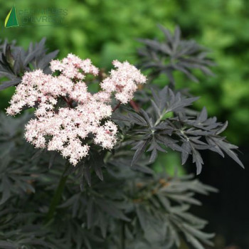 SAMBUCUS nigra Laced Up