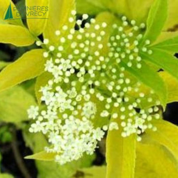 SAMBUCUS plumosa sutherland gold