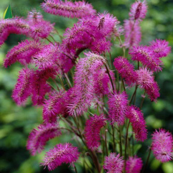 SANGUISORBA obtusa  Godet 8/9 