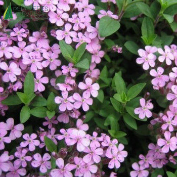 SAPONARIA ocymoides