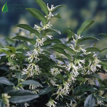 SARCOCOCCA humilis  Cont.2/2.5 L 