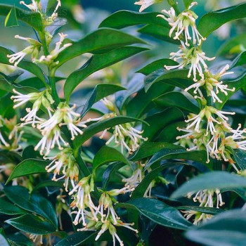 SARCOCOCCA confusa 30/40 Cont.2/2.5 L 