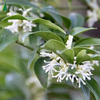 SARCOCOCCA ruscifolia