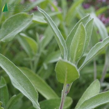 SAUGE officinale