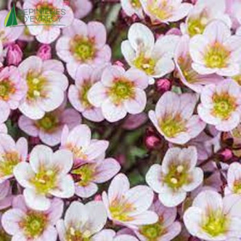 SAXIFRAGA arendsii Pixi Pan Apple Blossom  Godet 8/9 