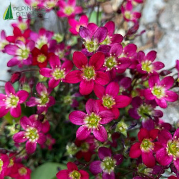 SAXIFRAGA arendsii Pixi Pan Red  Godet 8/9 