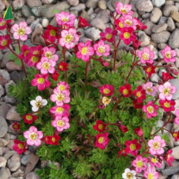 SAXIFRAGA arendsii Pixi Pan Rose