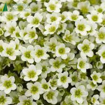 SAXIFRAGA arendsii Touran Lime  Godet 8/9 