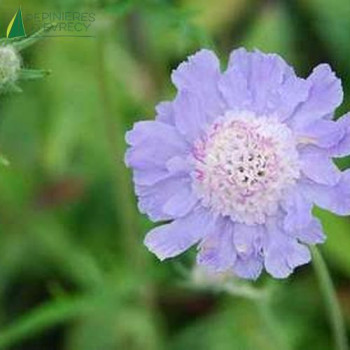 SCABIOSA caucasica Perfecta