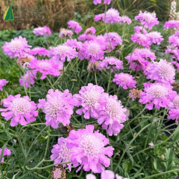 SCABIOSA columbaria Pink Mist