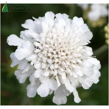 SCABIOSA columbaria White