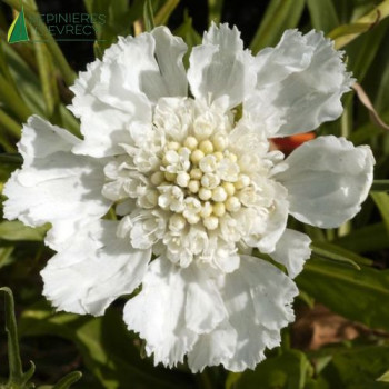 SCABIOSA caucasica Perfecta alba  Godet 8/9 
