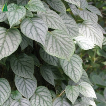 SCHIZOPHRAGMA hydrangeoides Moonlight