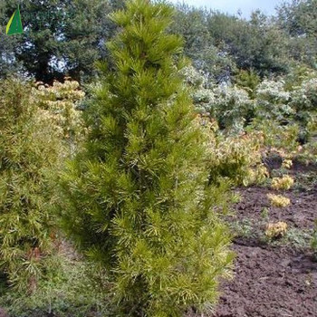 SCIADOPITYS verticillata