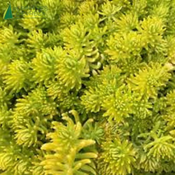 SEDUM acre Aureum  Godet 8/9 