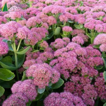 SEDUM herbstfreud Autumn joy