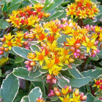 SEDUM kamtschat Variegatum  Godet 8/9 