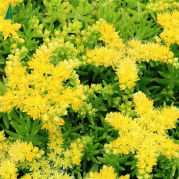 SEDUM  Lemon Ball  Godet 8/9 