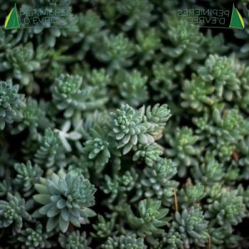 SEDUM nevii Silver Frost