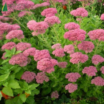 SEDUM spectabilis Brilliant