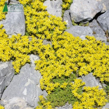 SEDUM acre  Godet 8/9 