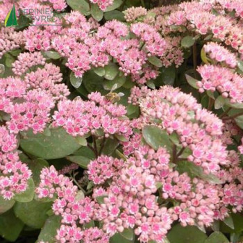 SEDUM matrona  Godet 8/9 