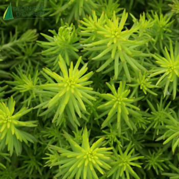 SEDUM reflexum