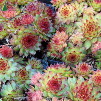SEMPERVIVUM tectorum Noir
