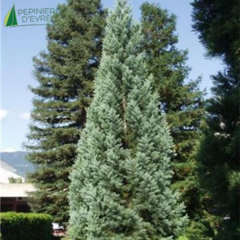 SEQUOIADENDRON giganteum Glauca