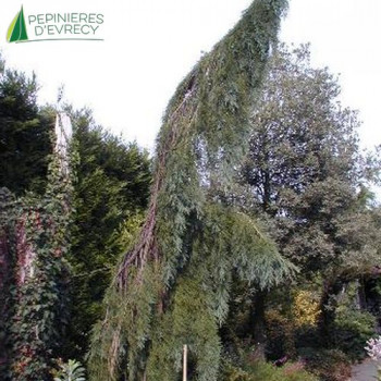 SEQUOIADENDRON giganteum Pendulum