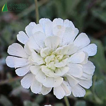 SILENE maritima