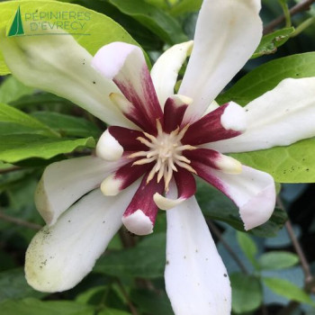 SINOCALYCANTHUS  Venus